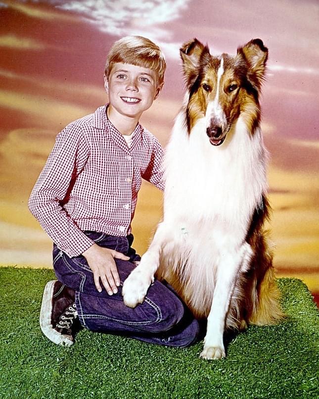 Timmy From Lassie Unveils The Untold Secrets Of TV’s Most Iconic Dog