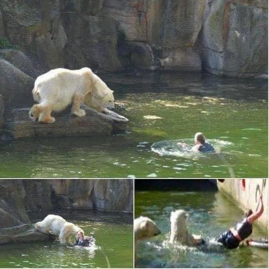 Polar Bear Attacks a 32-year-old Woman Who Jumped Into a Polar Bear Enclosure at Berlin Zoo Details in comments