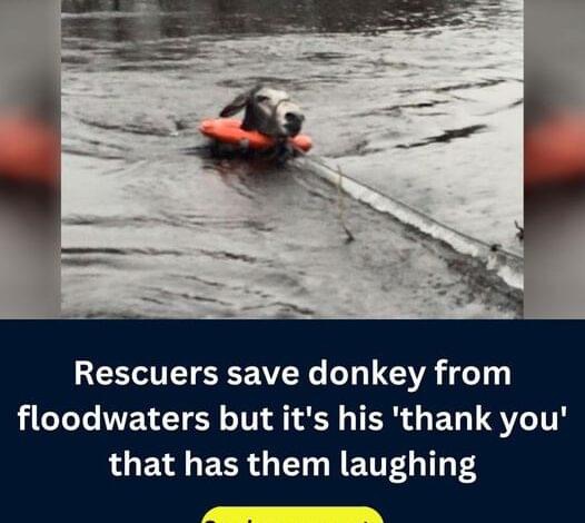 Rescue team saves donkey from rising floodwaters, but his unexpected ‘thank you’ that has them laughing