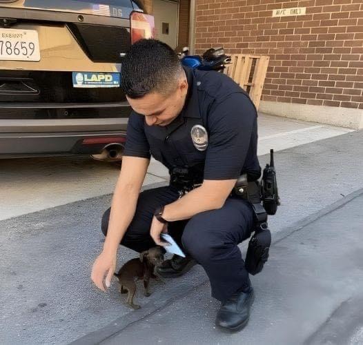 Abandoned stray puppy chasing police officer down the street hanging on his feet asks to adopt him