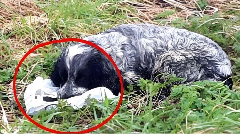 Bikers found an ABANDONED DOG holding a plastic BAG in his mouth. When they looked inside they were shocked and RAN immediately for help. Here’s what the dog PROTECTED: